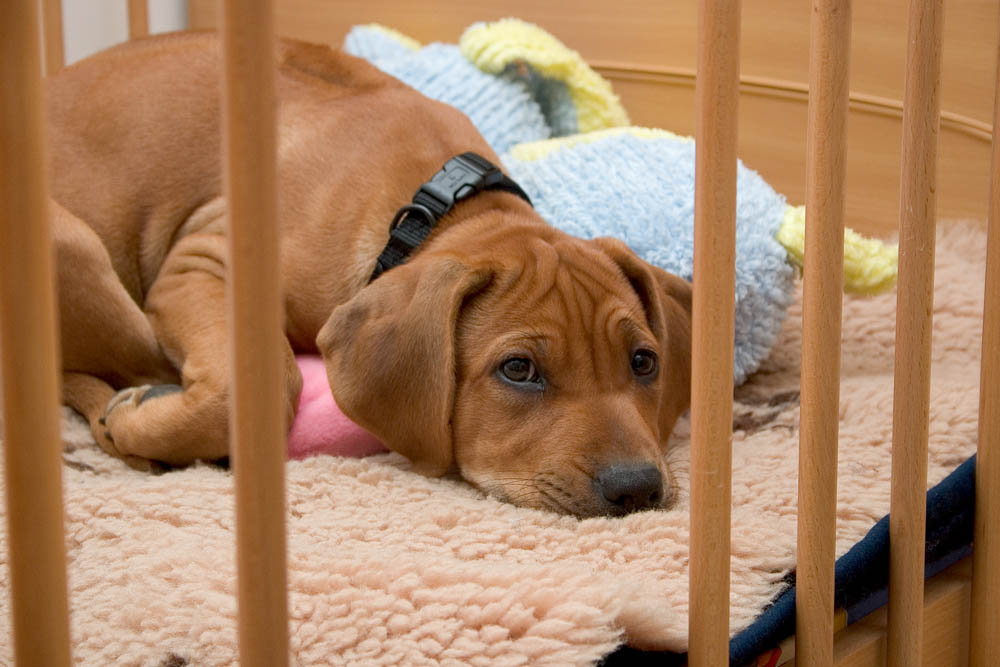 Rhodesian Ridgeback Welpe