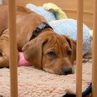 Rhodesian Ridgeback Welpe