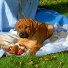 Rhodesian Ridgeback-Welpe