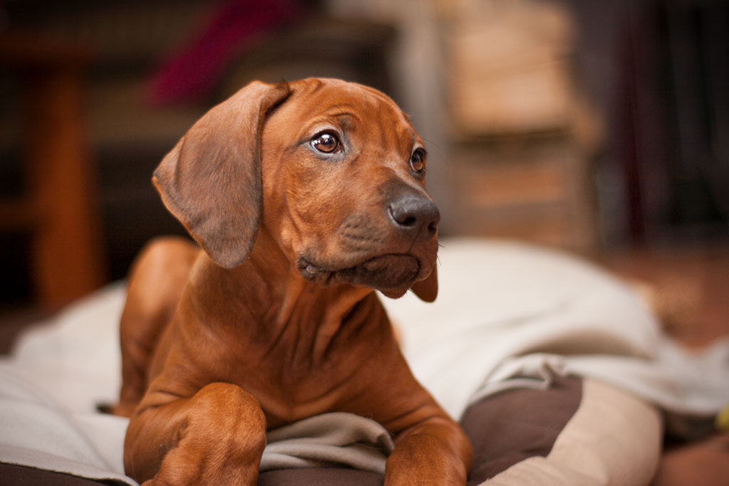 Rhodesian Ridgeback Welpe