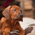 Rhodesian Ridgeback Welpe