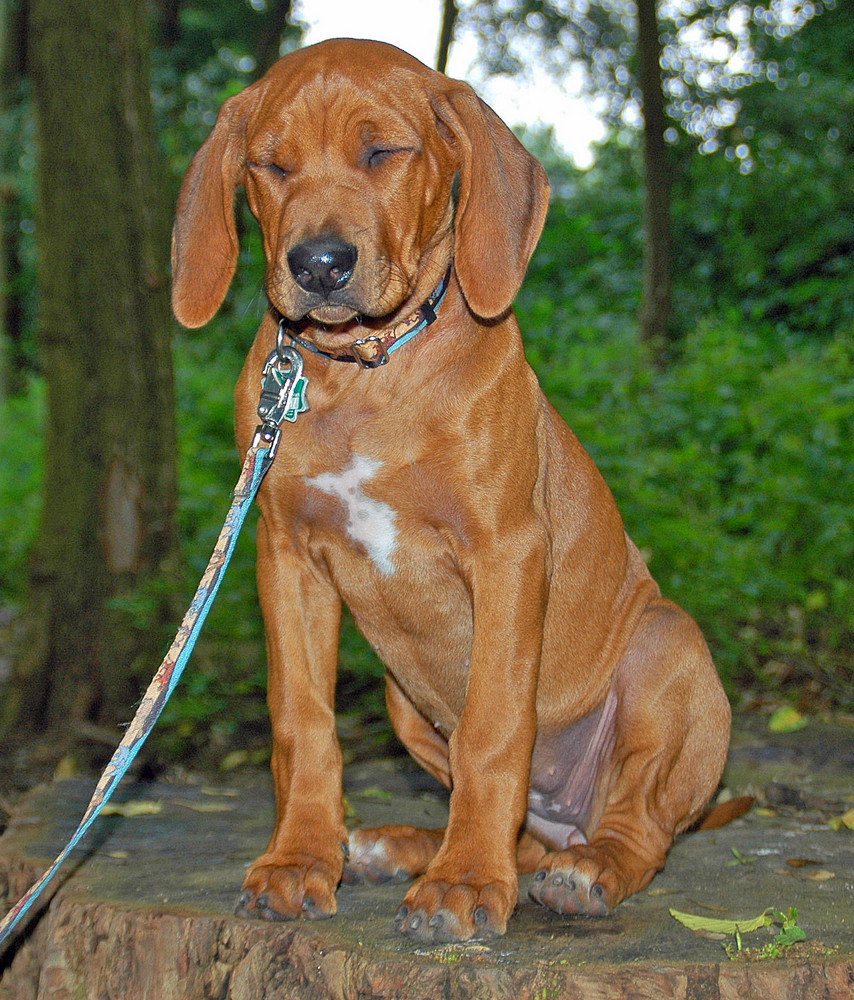 Rhodesian Ridgeback Welpe - unser Schatz