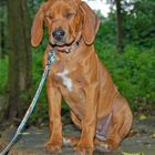 Rhodesian Ridgeback Welpe - unser Schatz