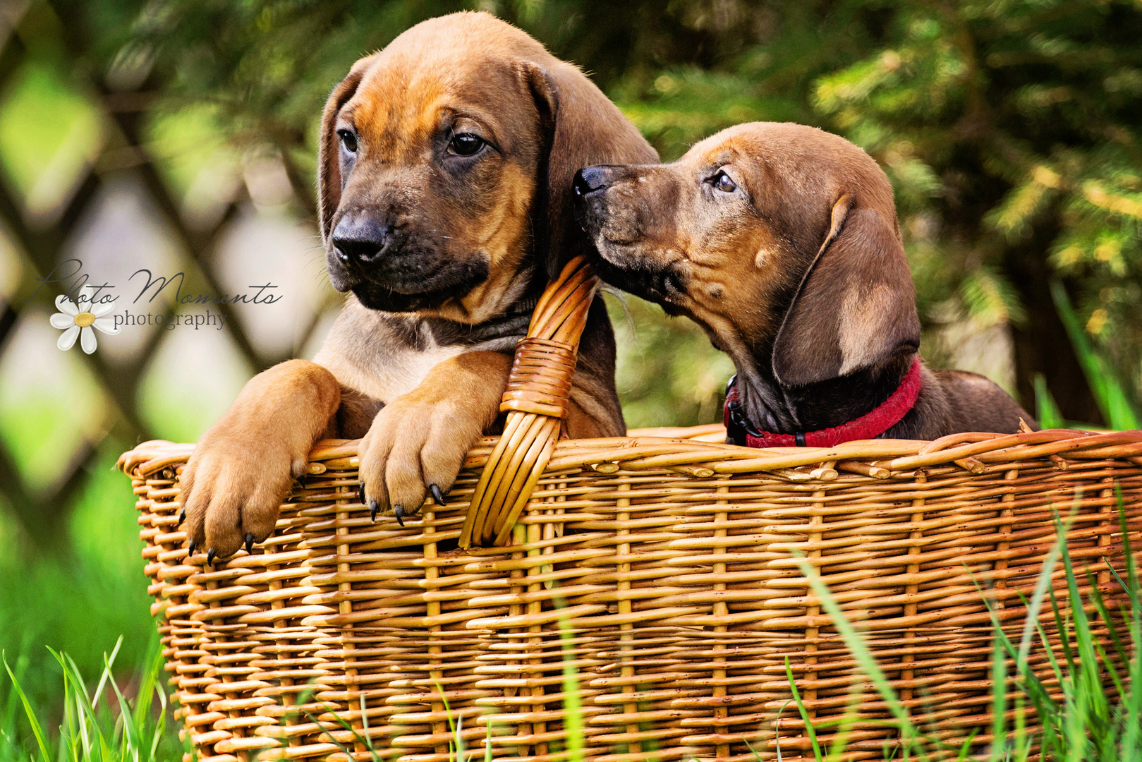 Rhodesian Ridgeback Welpen