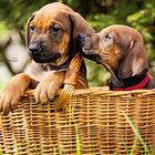 Rhodesian Ridgeback Welpen