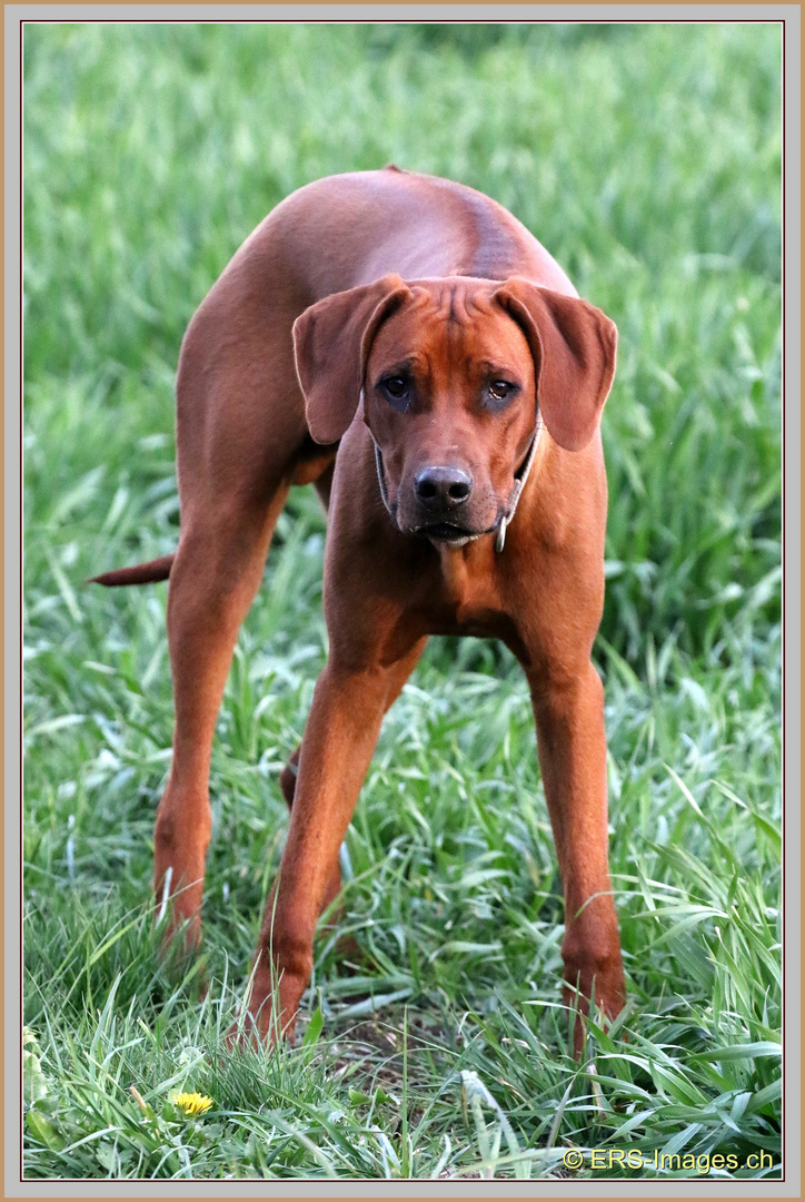 Rhodesian Ridgeback2021-04-14 036 (1) ©