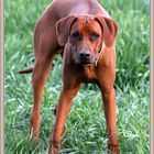 Rhodesian Ridgeback2021-04-14 036 (1) ©