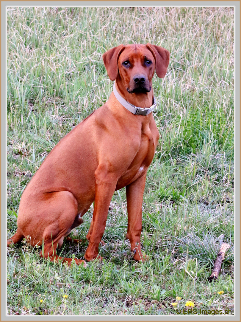 Rhodesian Ridgeback2021-04-14 036 (2) ©