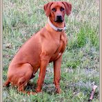 Rhodesian Ridgeback2021-04-14 036 (2) ©