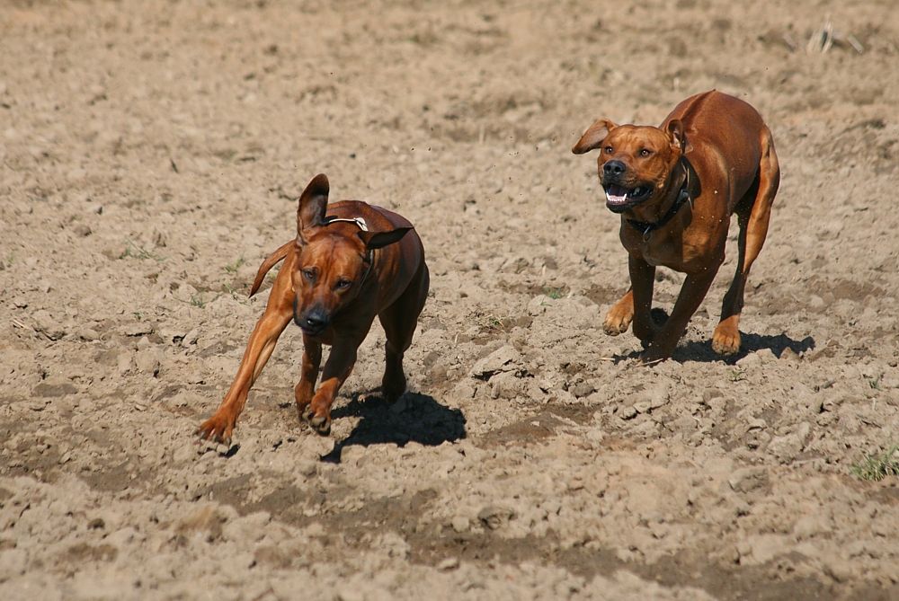 Rhodesian Ridgebacks