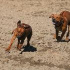 Rhodesian Ridgebacks