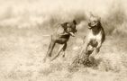 Rhodesian Ridgebacks by Rosemarie Karsten 