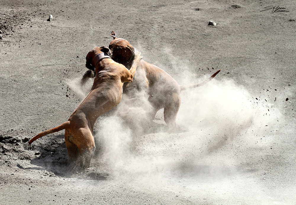 Rhodesians on the Moon