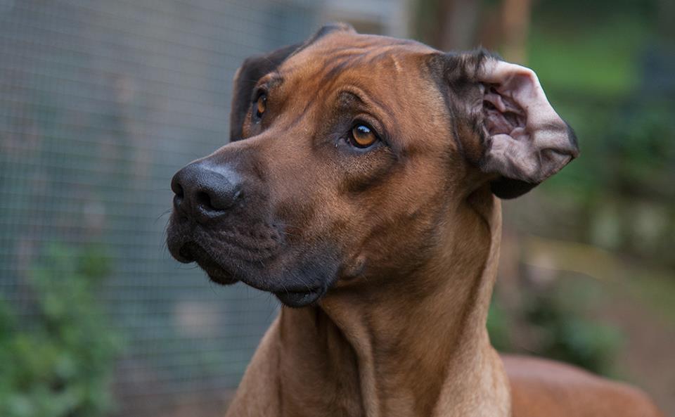 rhodesien ridgeback