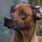 rhodesien ridgeback