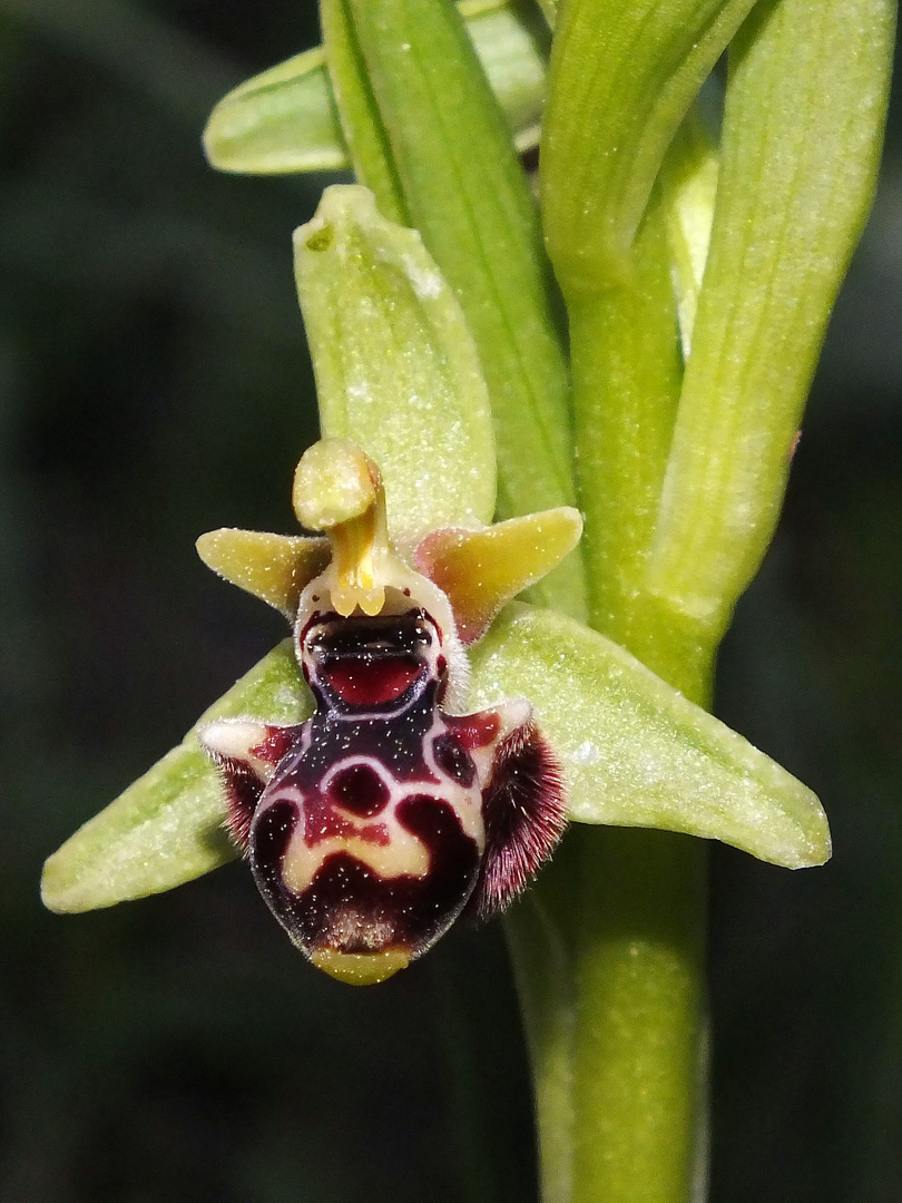 Rhodische Nabel-Ragwurz (Ophrys umbilicata ssp. rhodia)