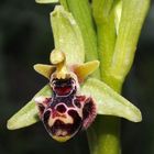 Rhodische Nabel-Ragwurz (Ophrys umbilicata ssp. rhodia)