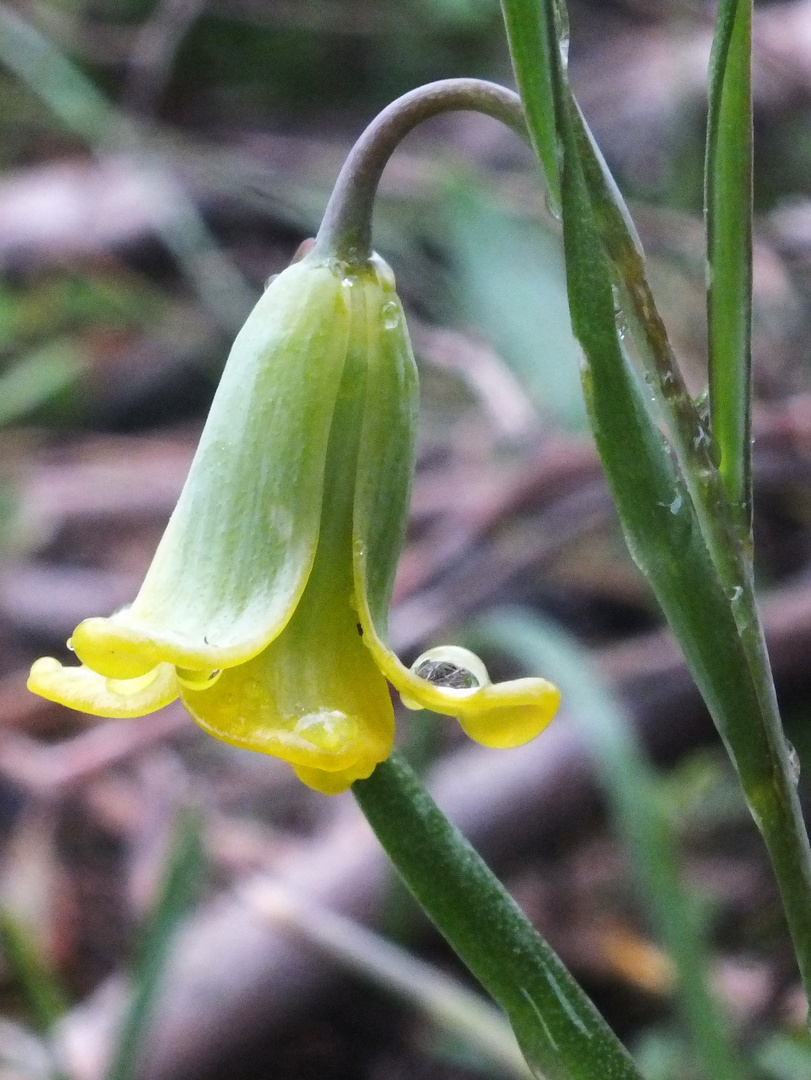 Rhodische Schachblume (Fritillaria rhodia)