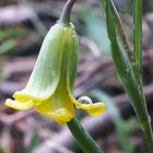 Rhodische Schachblume (Fritillaria rhodia)