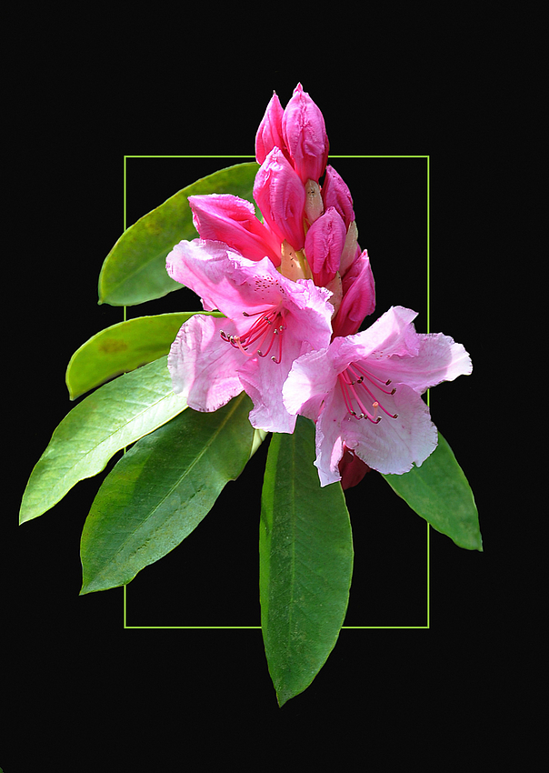 rhodo 3