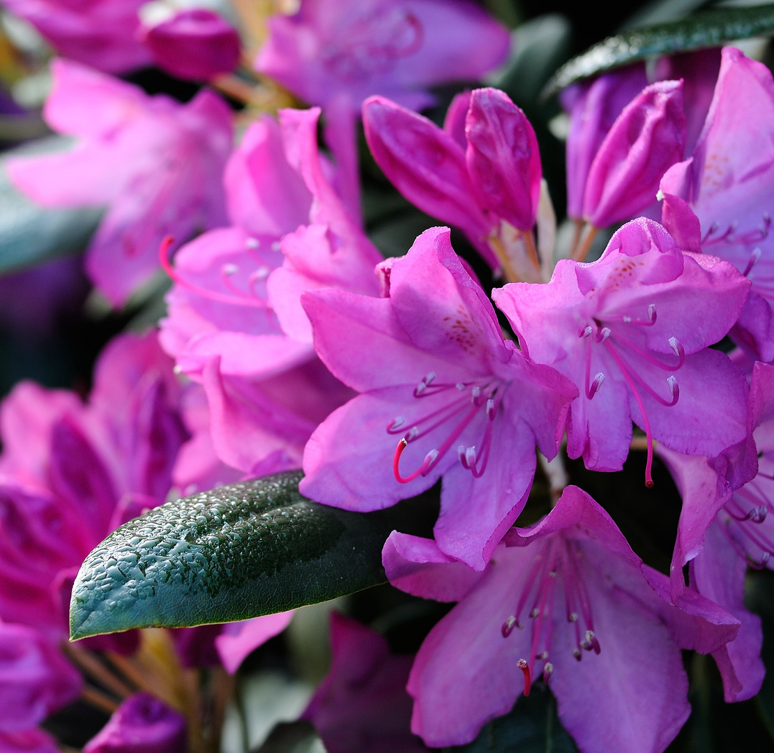 RHODO AM MORGEN