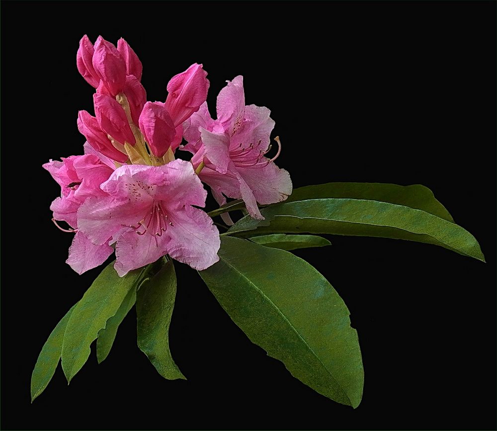 Rhodo