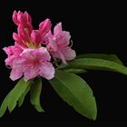 Rhodo