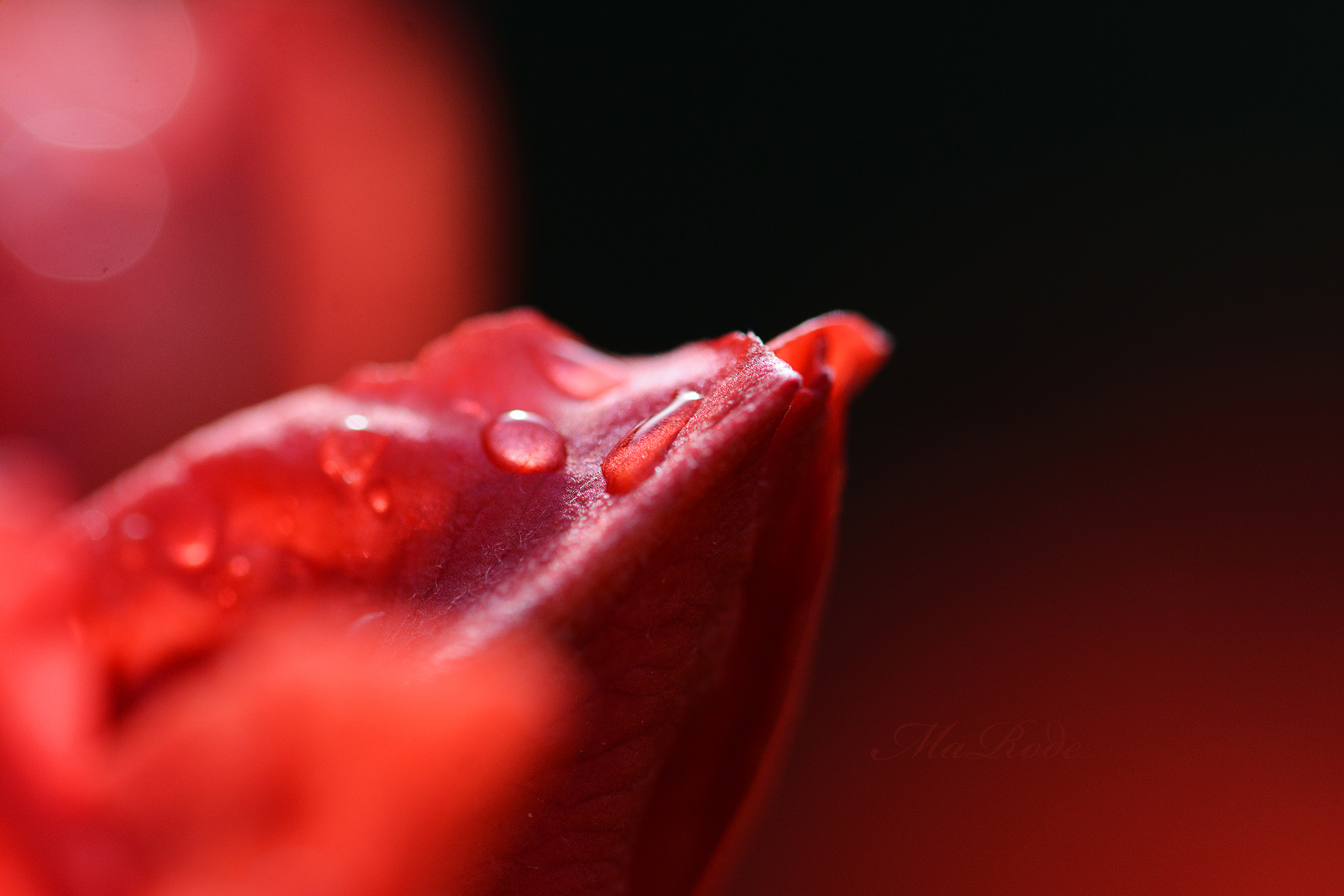 Rhodo-Blüteenspitze mit Wassertropfen