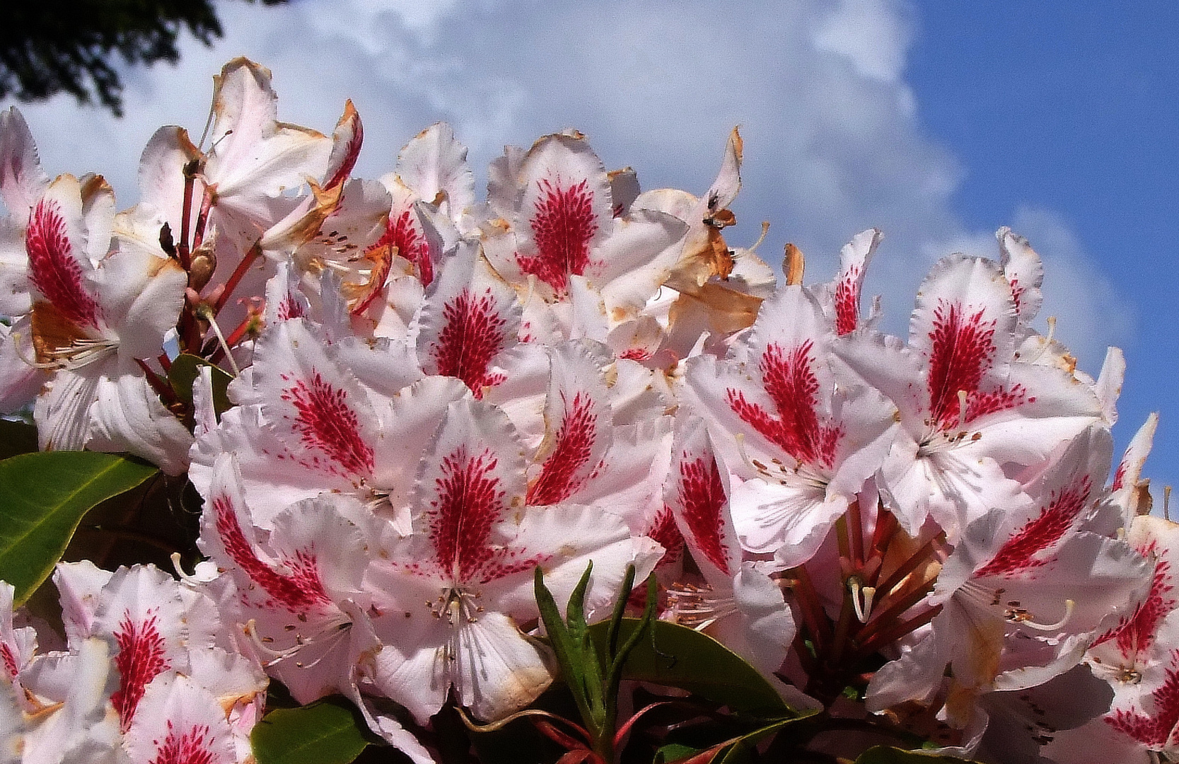 Rhodo-Blüten