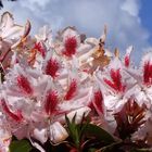 Rhodo-Blüten