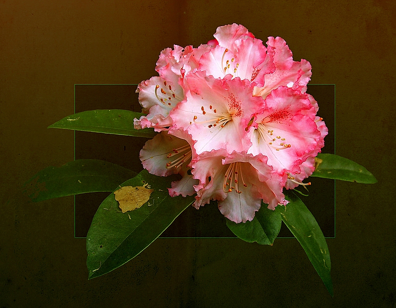 rhodo