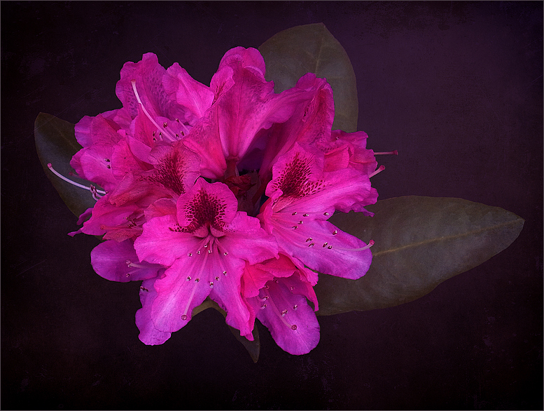 Rhodo