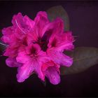 Rhodo