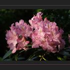 Rhodo ...