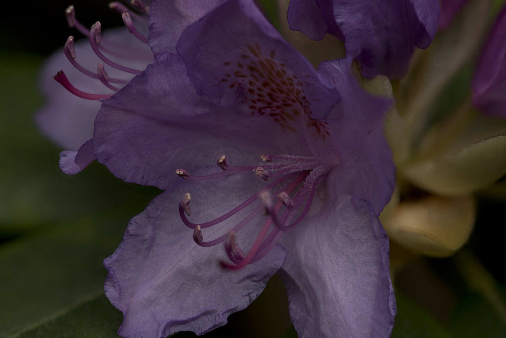 Rhodo Focusstack B