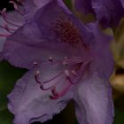 Rhodo Focusstack B