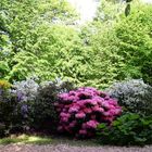 Rhodo-Hecke im Kurpark Bad Sassendorf