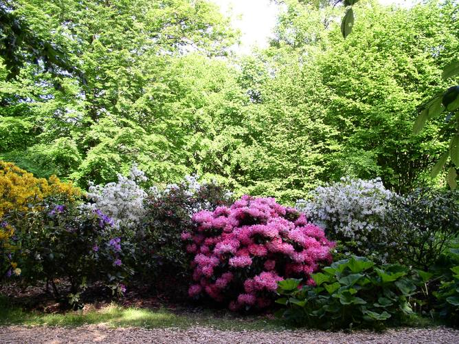 Rhodo-Hecke im Kurpark Bad Sassendorf