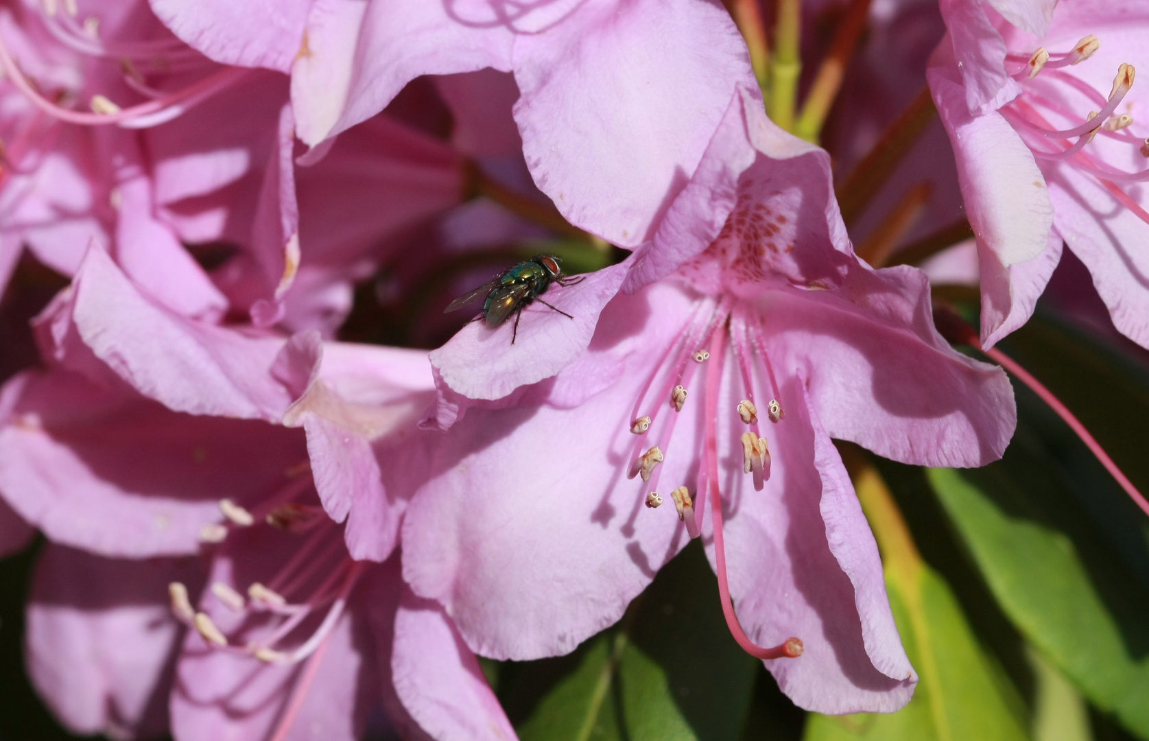 Rhodoblüte mit Fliege