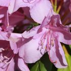 Rhodoblüte mit Fliege