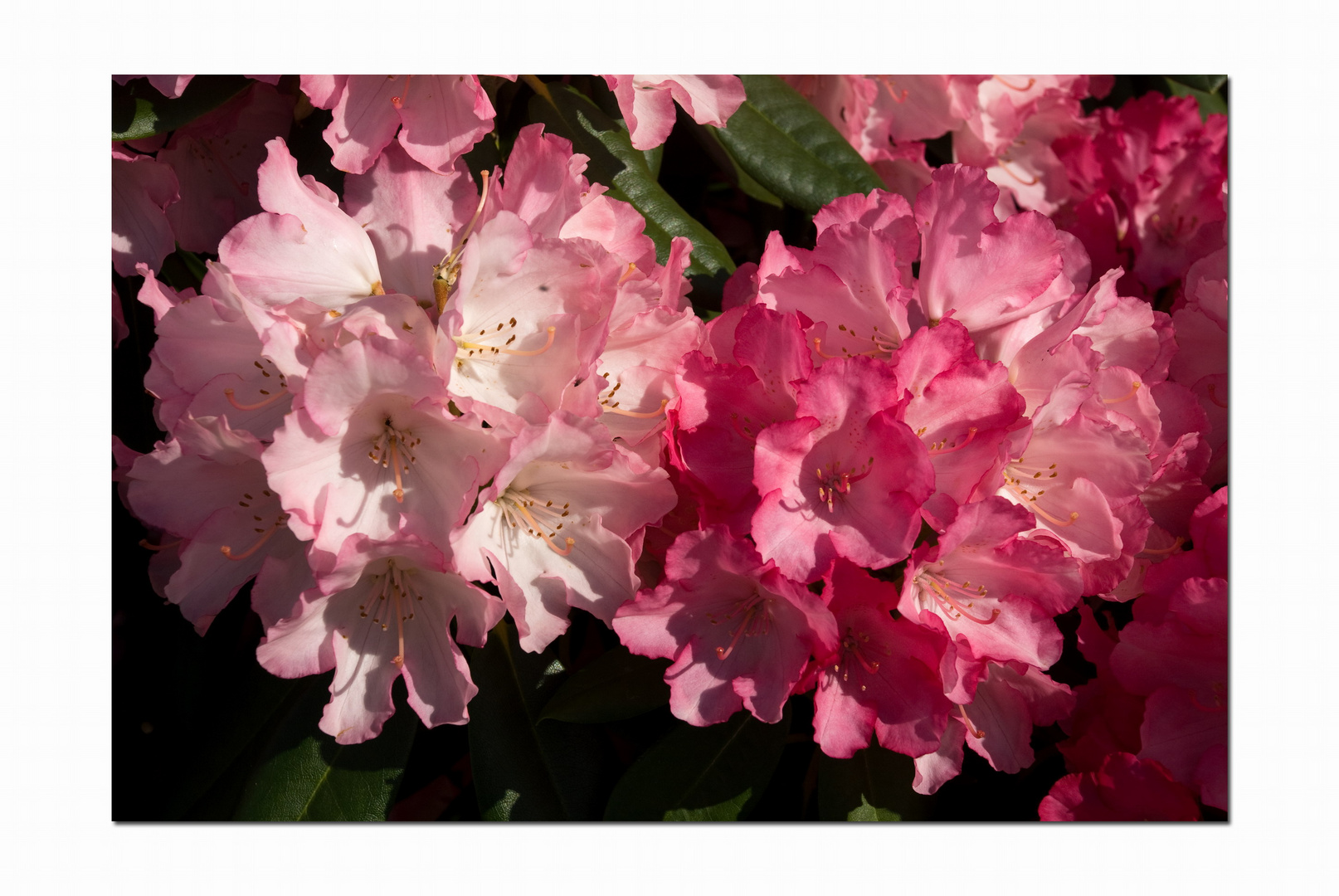 Rhododenddron in unserem Garten