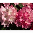 Rhododenddron in unserem Garten