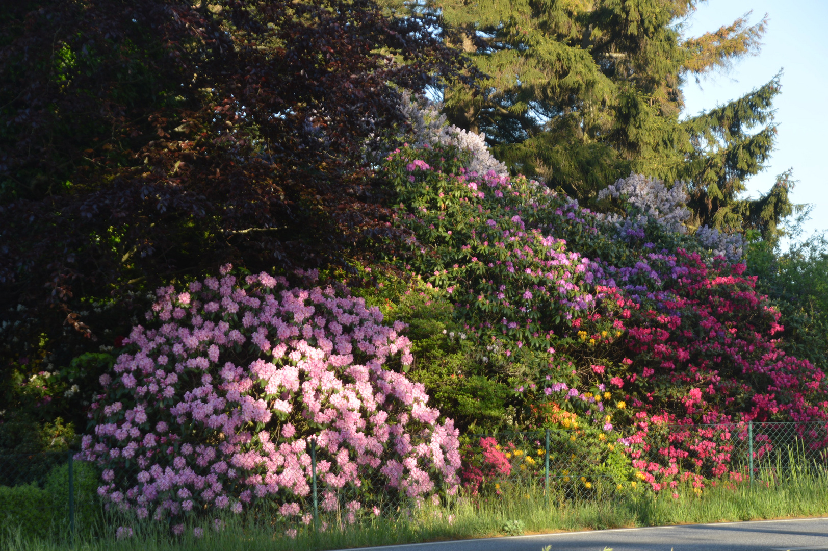 Rhododendonbüsche