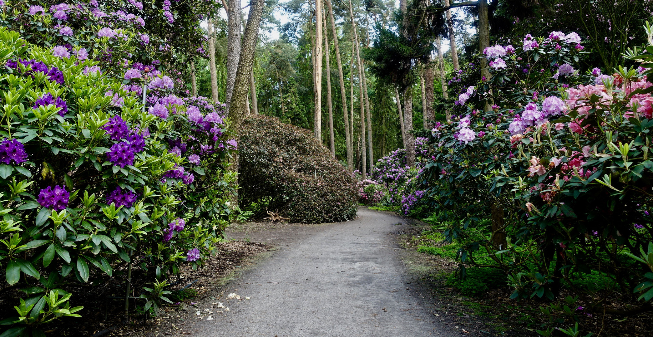 Rhododendonpark Gristede, Niedersachsen 06/21