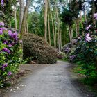 Rhododendonpark Gristede, Niedersachsen 06/21