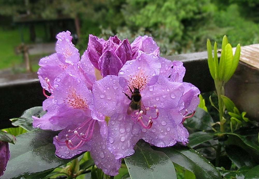 Rhododendonträume in Lila