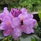 Rhododendonträume in Lila