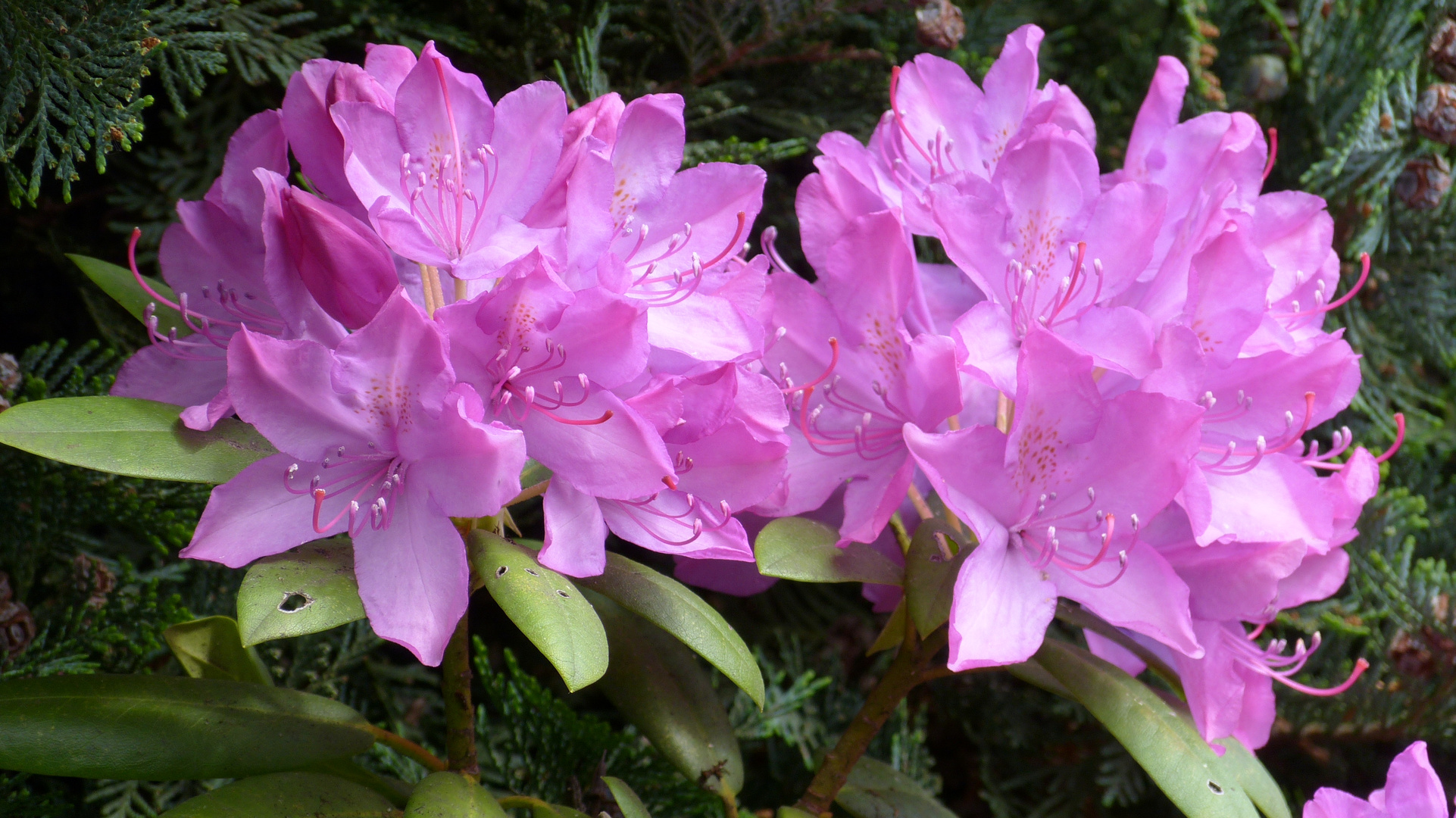 Rhododendren