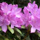 Rhododendren