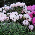  Rhododendren 